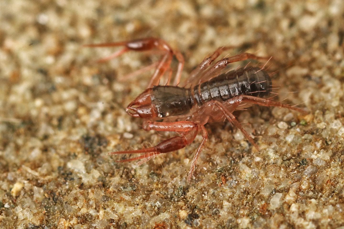 Chthoniidae